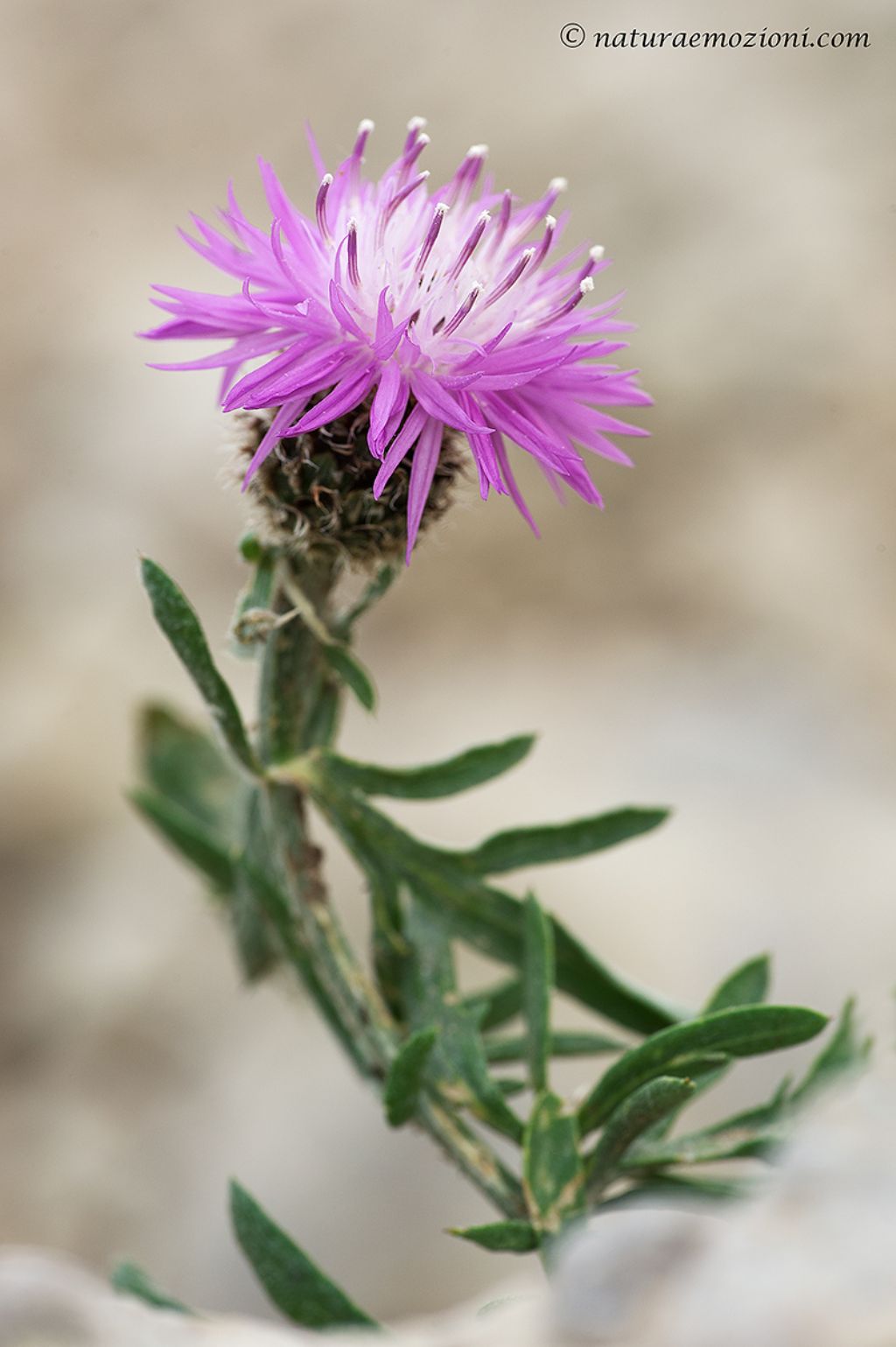 Flora del Gran Sasso - Centaurea sp.