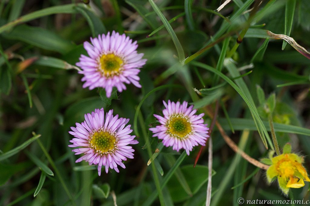 Flora dei Sibillini - Erigeron sp.