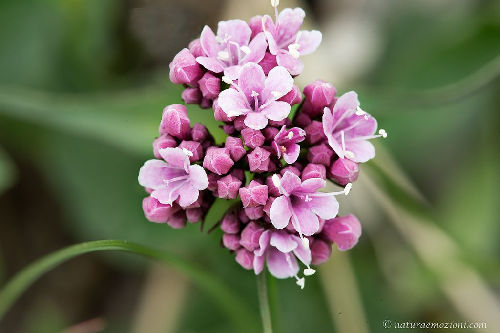 Flora del Gran Sasso - Valeriana sp.