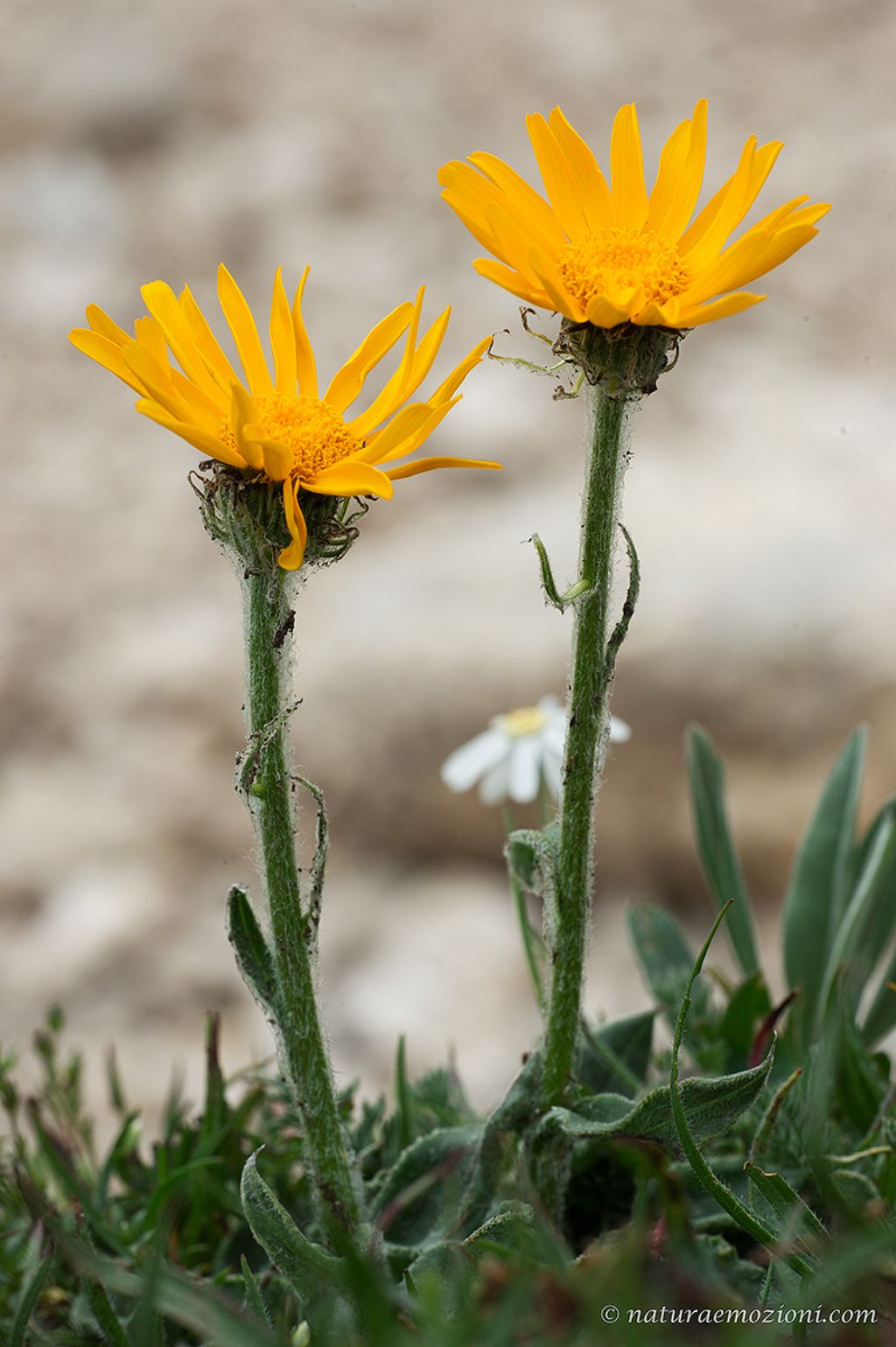 Flora del Gran Sasso - Senecio sp.