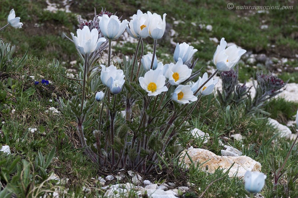 Flora del Gran Sasso - Pulsatilla alpina