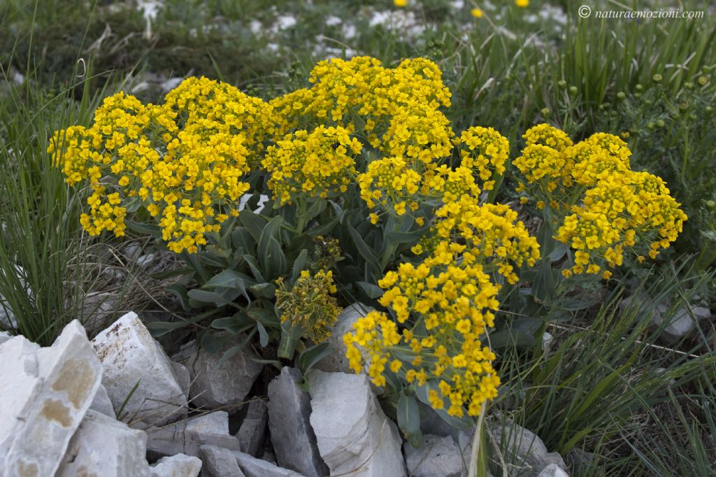 Flora del Gran Sasso - Isatis apennina