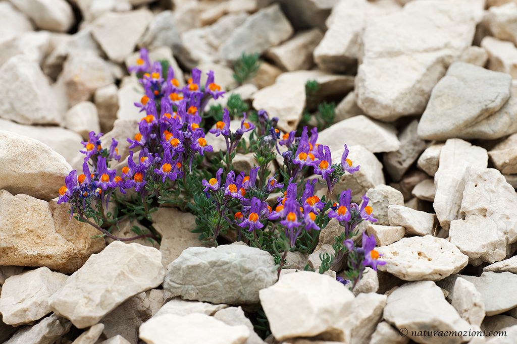 Flora del Gran Sasso - Linaria alpina