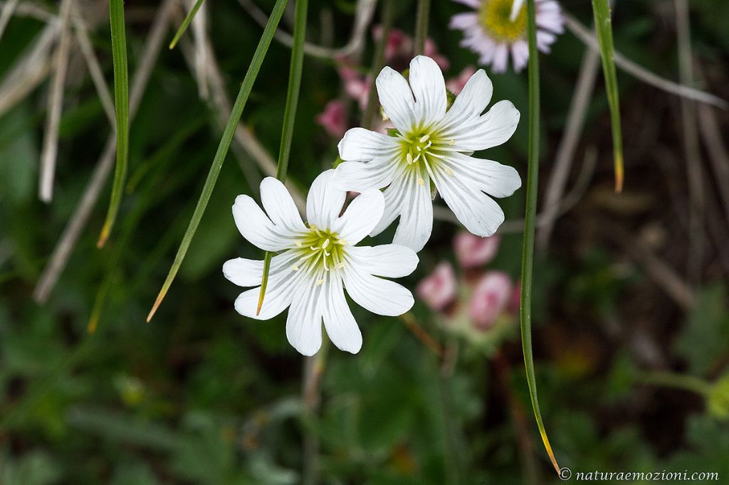 Flora dei Sibillini