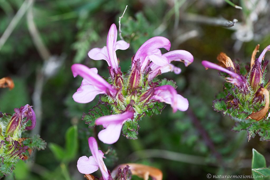 Flora dei Sibillini - Pedicularis sp.