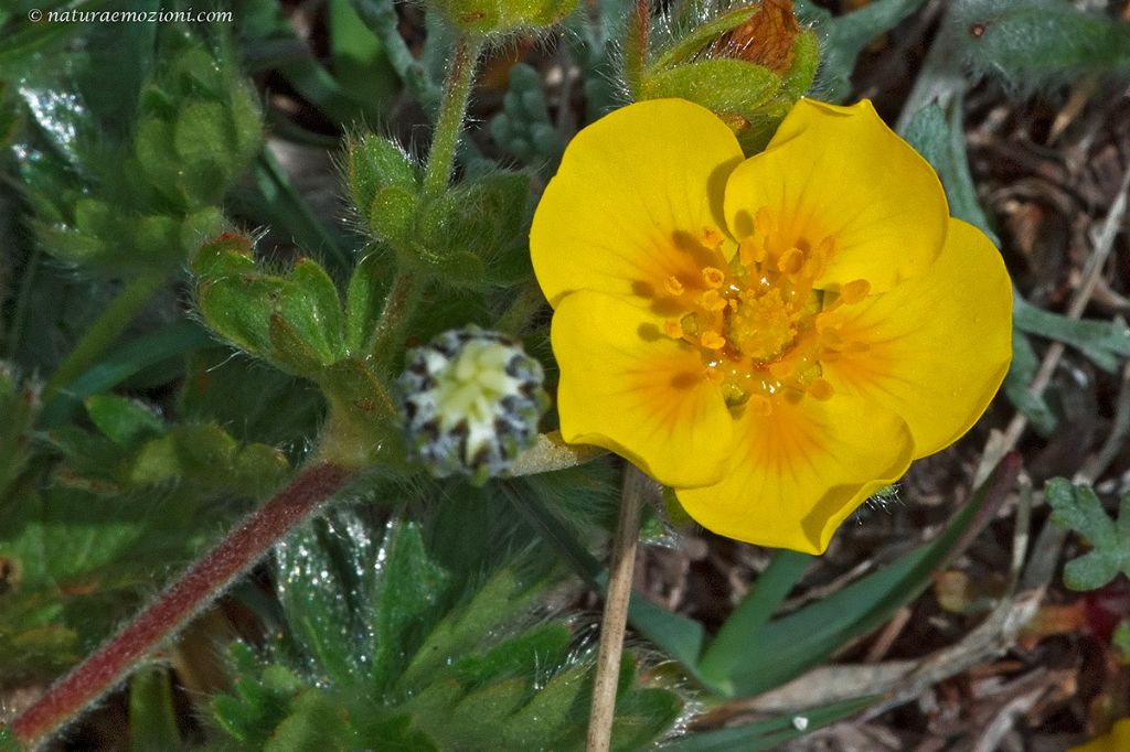 Flora dei Sibillini - Potentilla sp.