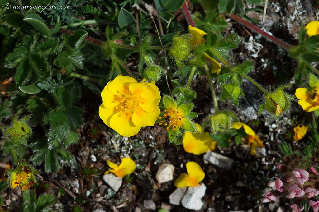 Flora dei Sibillini - Potentilla sp.