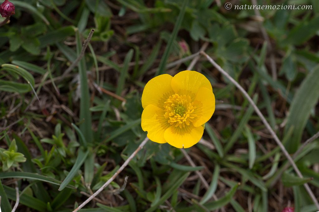 Flora dei Sibillini - Ranunculus sp.