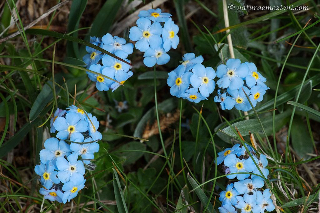 Flora dei Sibillini - Myosotis sp.