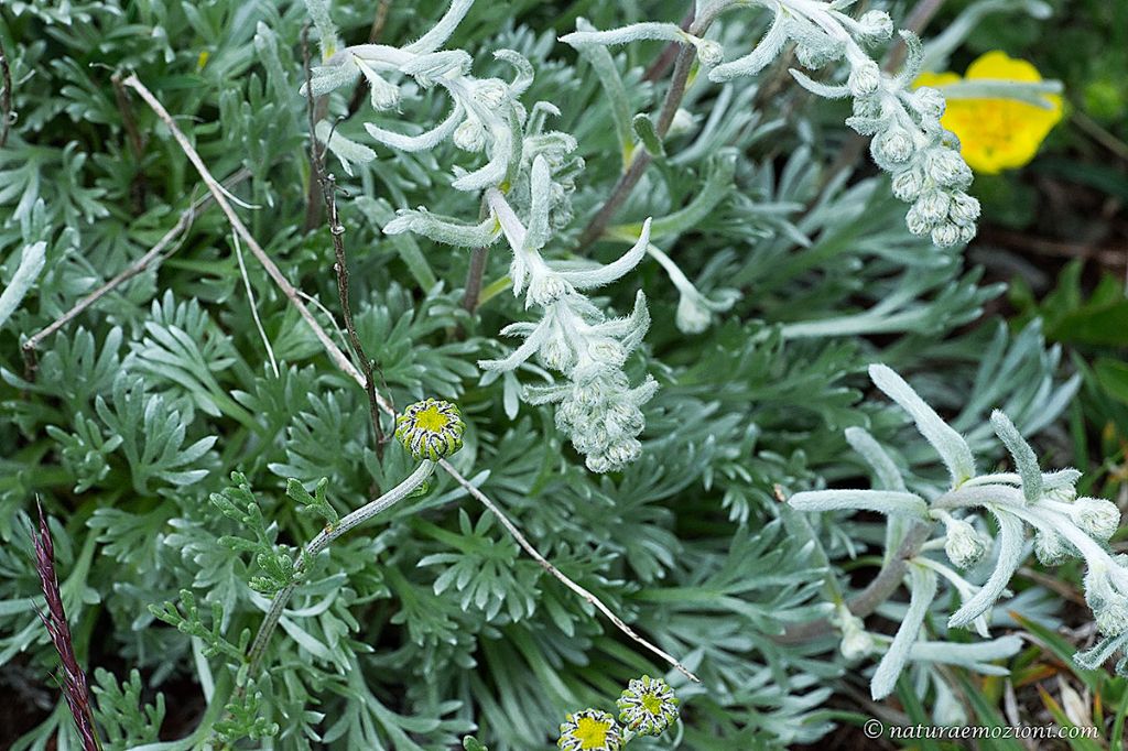 Flora dei Sibillini - Artemisia sp.