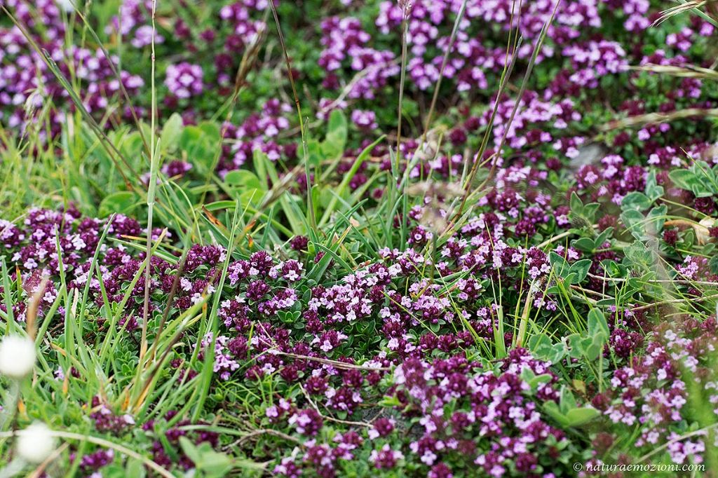 Flora dei Sibillini - Thymus sp.