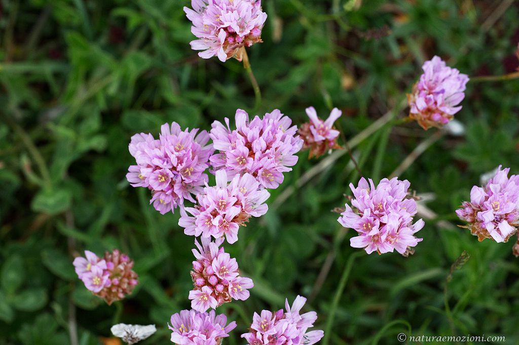 Flora dei Sibillini - Armeria cfr. alpina