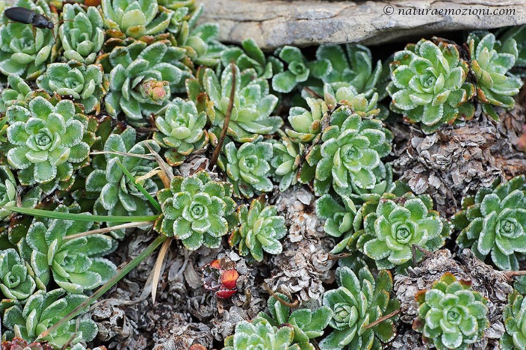 Flora dei Sibillini - Saxifraga cfr. paniculata