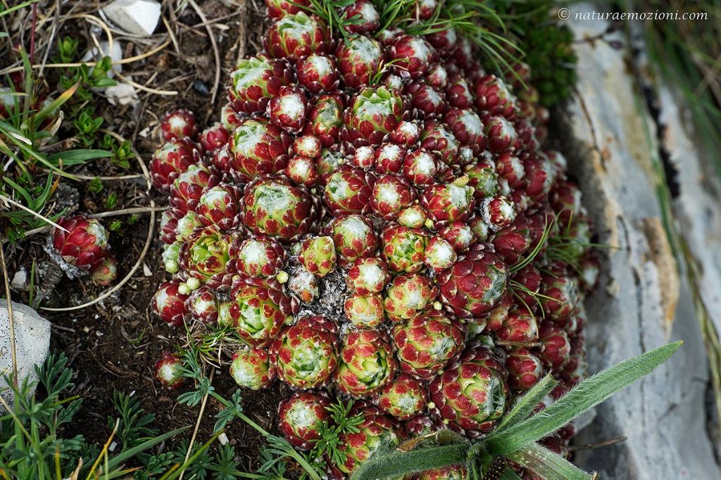 Flora dei Sibillini - Sempervivum arachnoideum