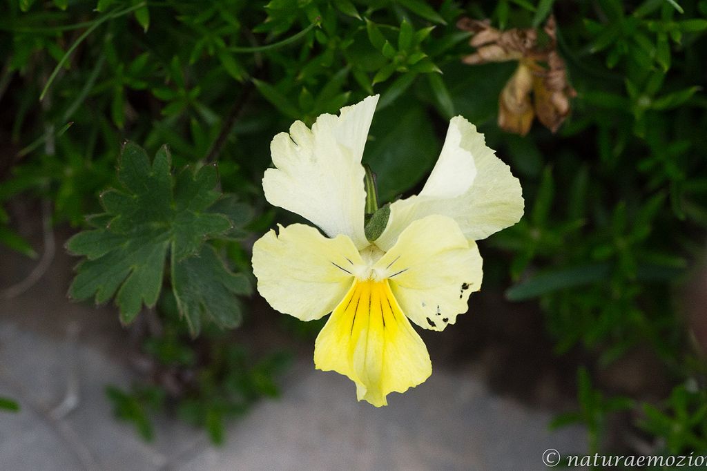 Flora dei Sibillini - Viola sp.