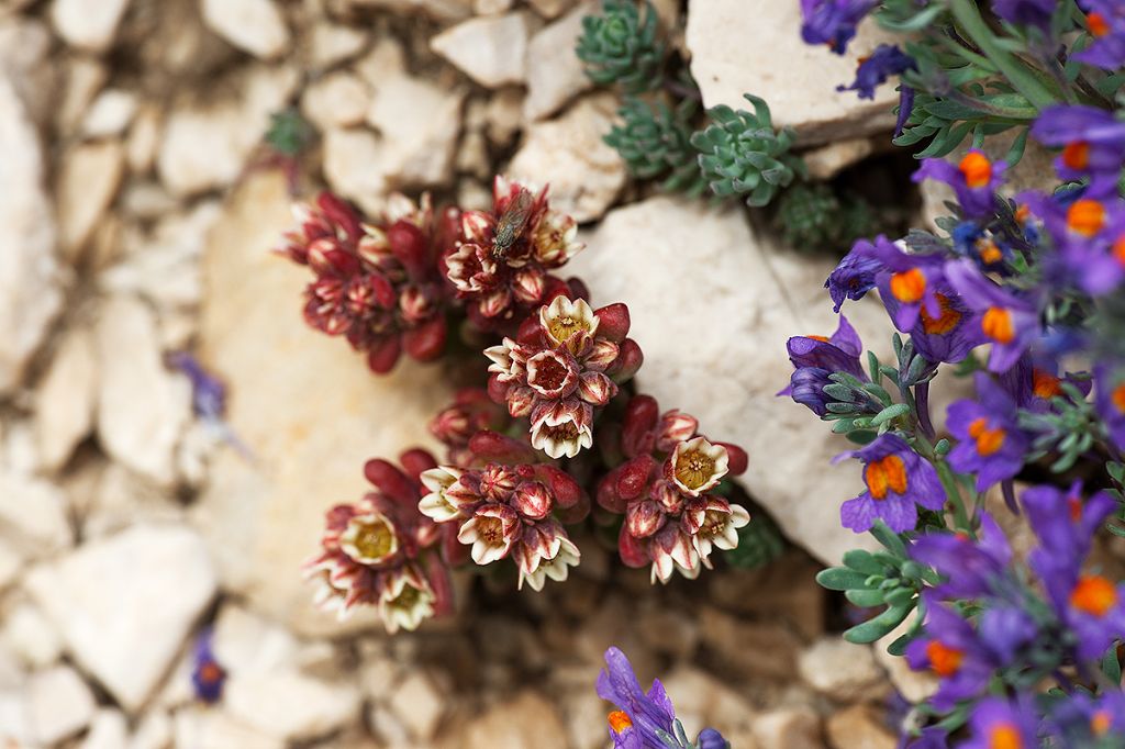 Flora del Gran Sasso - Sedum atratum