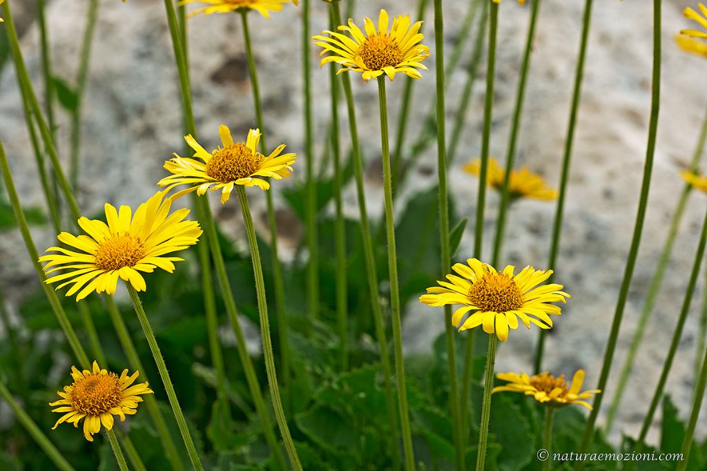 Flora del Gran Sasso - Doronicum cfr. columnae