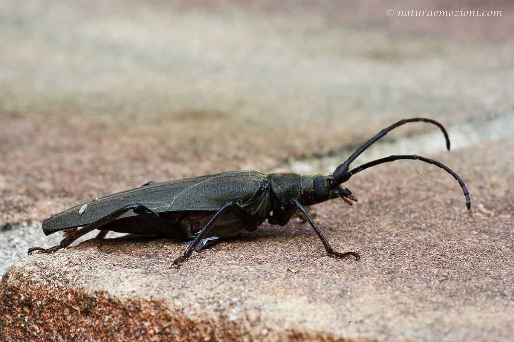 Cerambycidae da identificare - Aegosoma scabricorne
