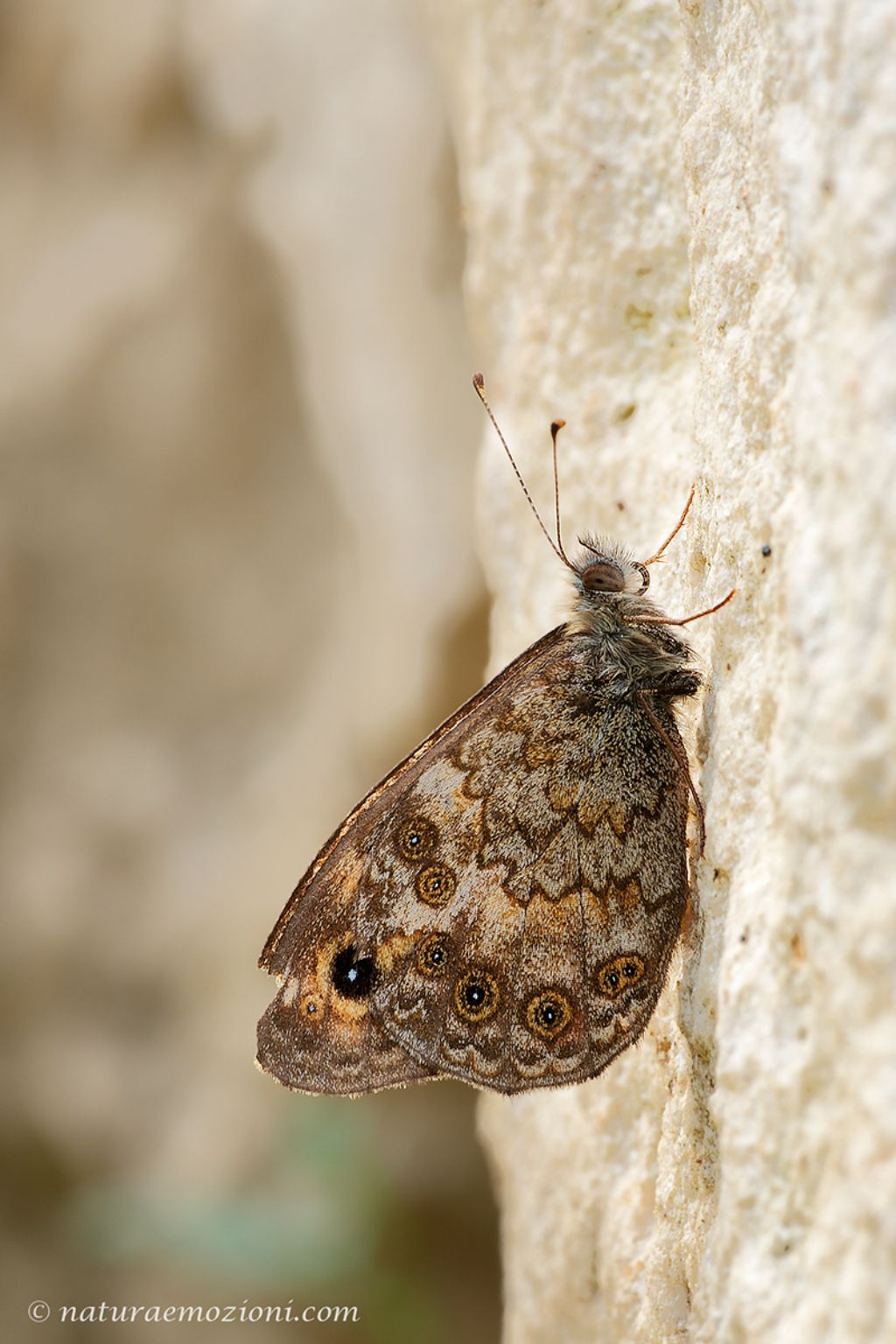 Richiesta identificazione