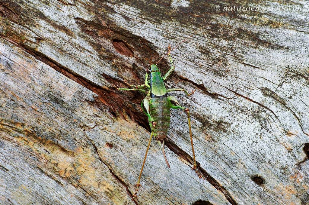 Eupholidoptera chabrieri