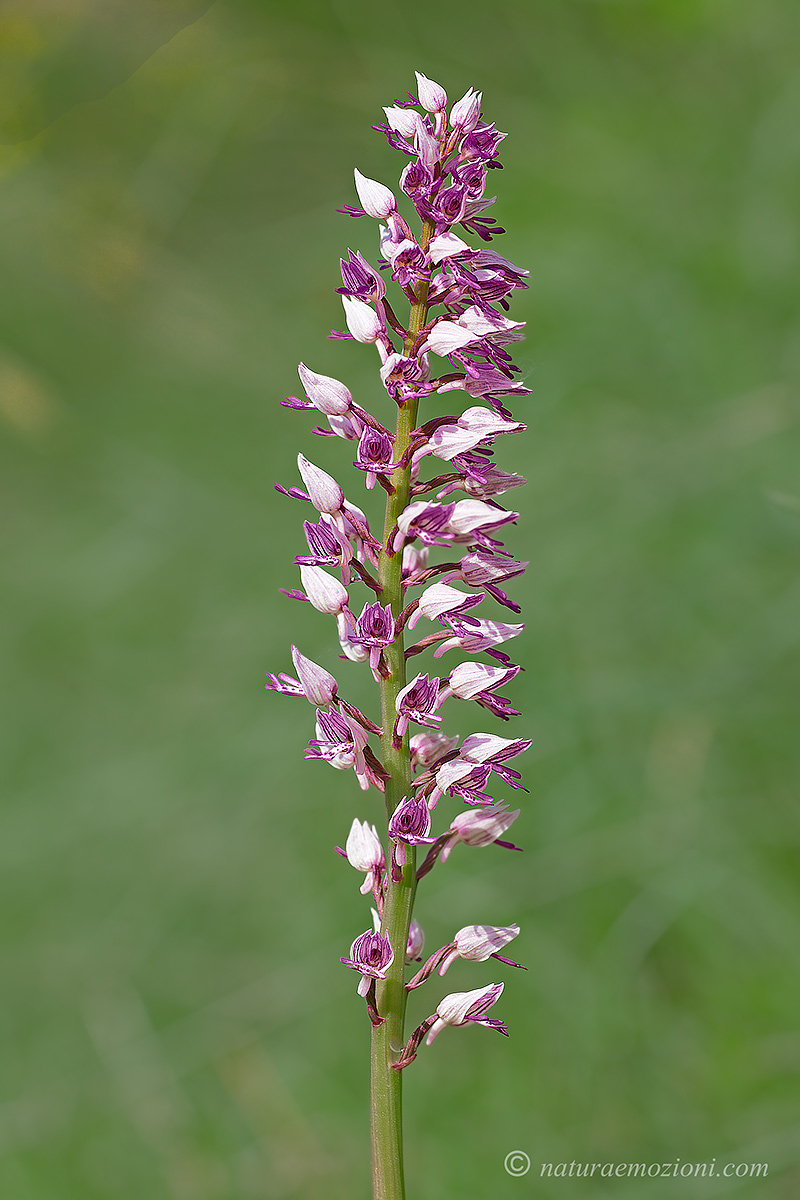 Orchidee marchigiane