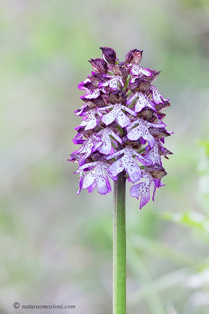 Orchidee marchigiane