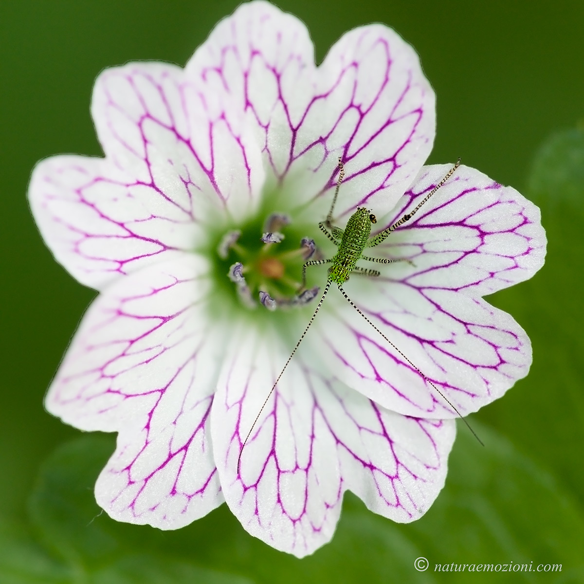 Phaneropteridae su un fiore