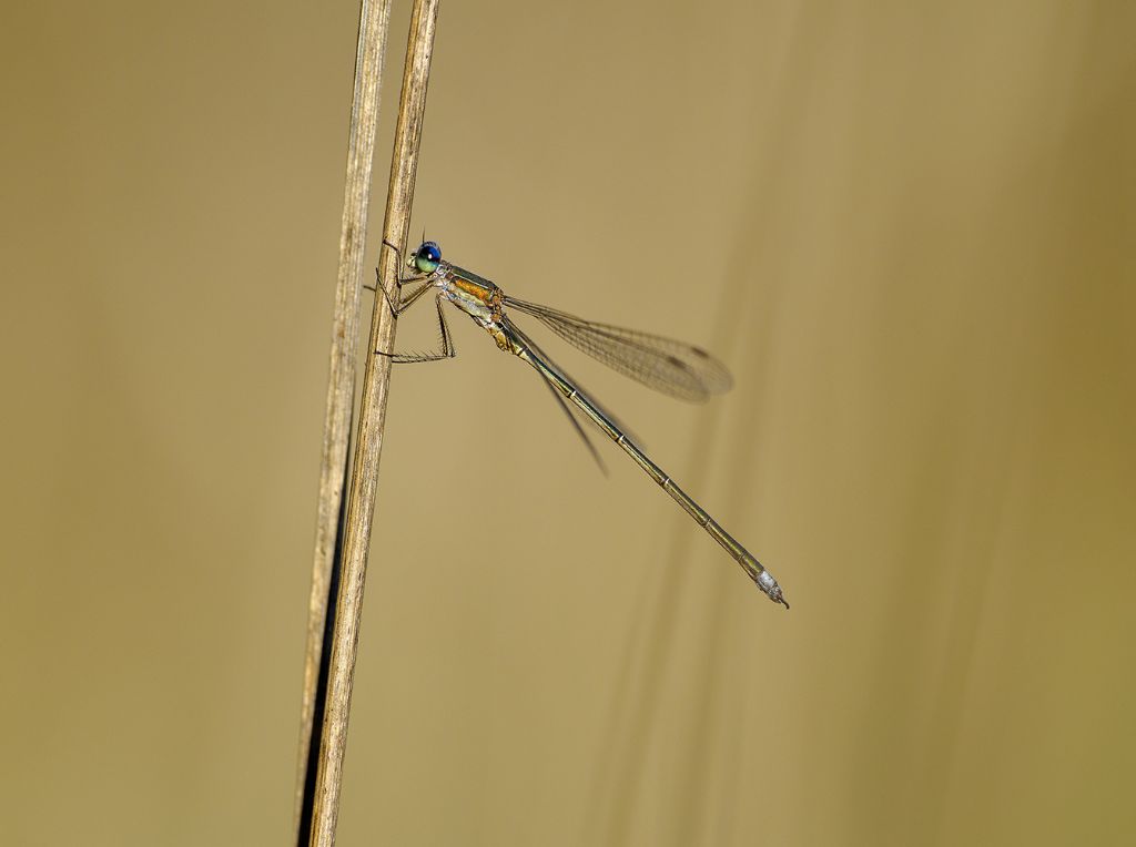 ID specie: Lestes virens vestalis e Chalcolestes parvidens