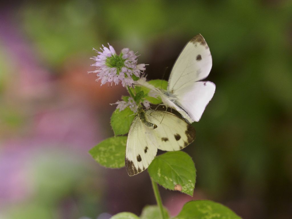 Pieris napi