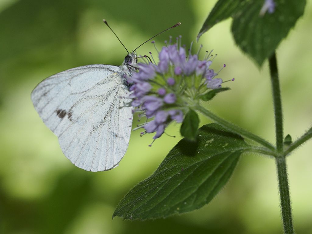 Pieris napi