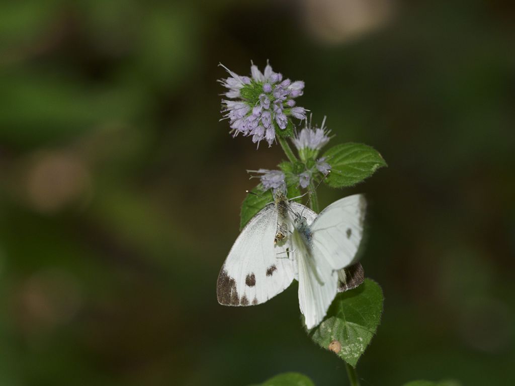 Pieris napi