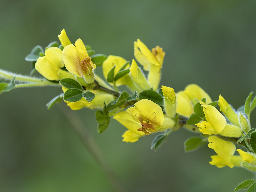 Cytisus hirsutus (Fabaceae)