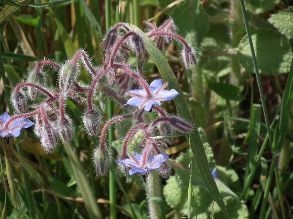 Borago officinalis L.