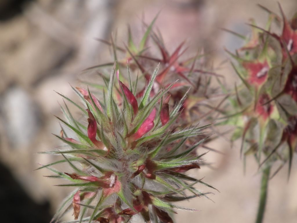 Trifolium stellatum