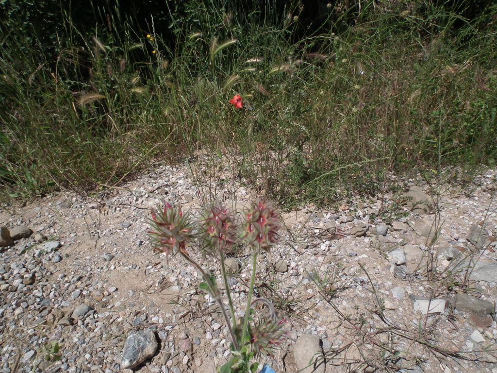 Trifolium stellatum