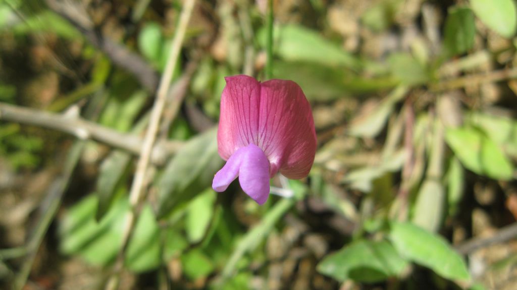 Lathyrus sp.