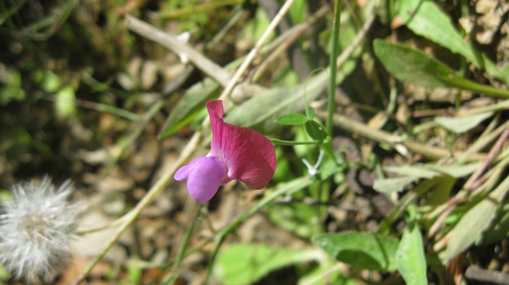 Lathyrus sp.