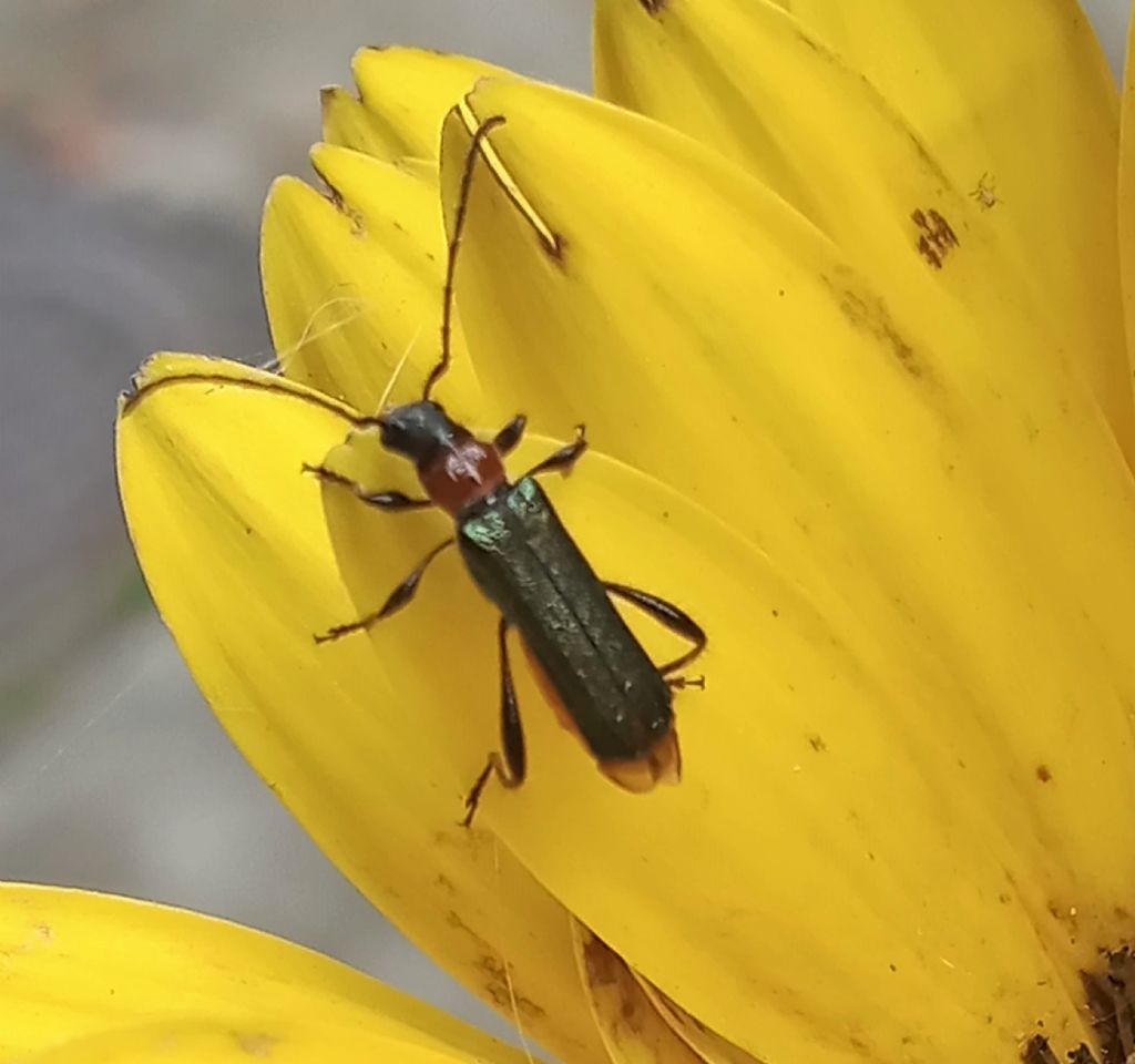 Cerambycidae: Callimus abdominalis