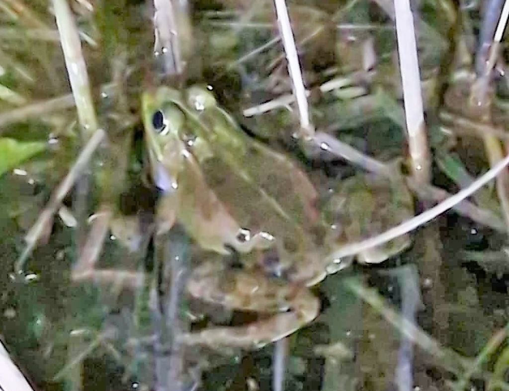 identificazione - Pelophylax sp. (prov. Livorno)