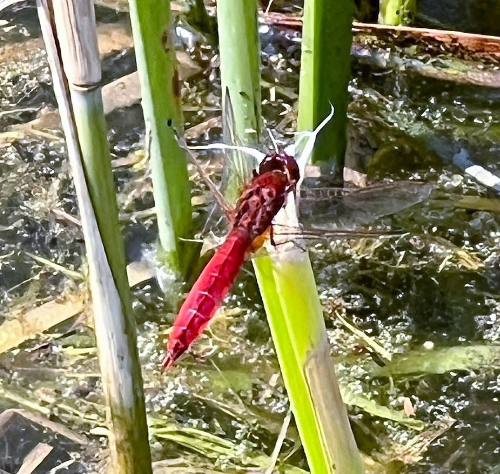 libellula da id.