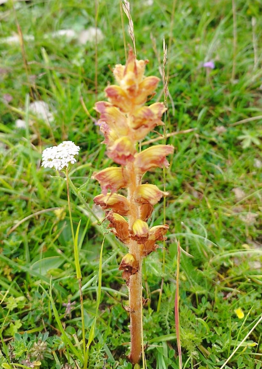 Orobanche, quale