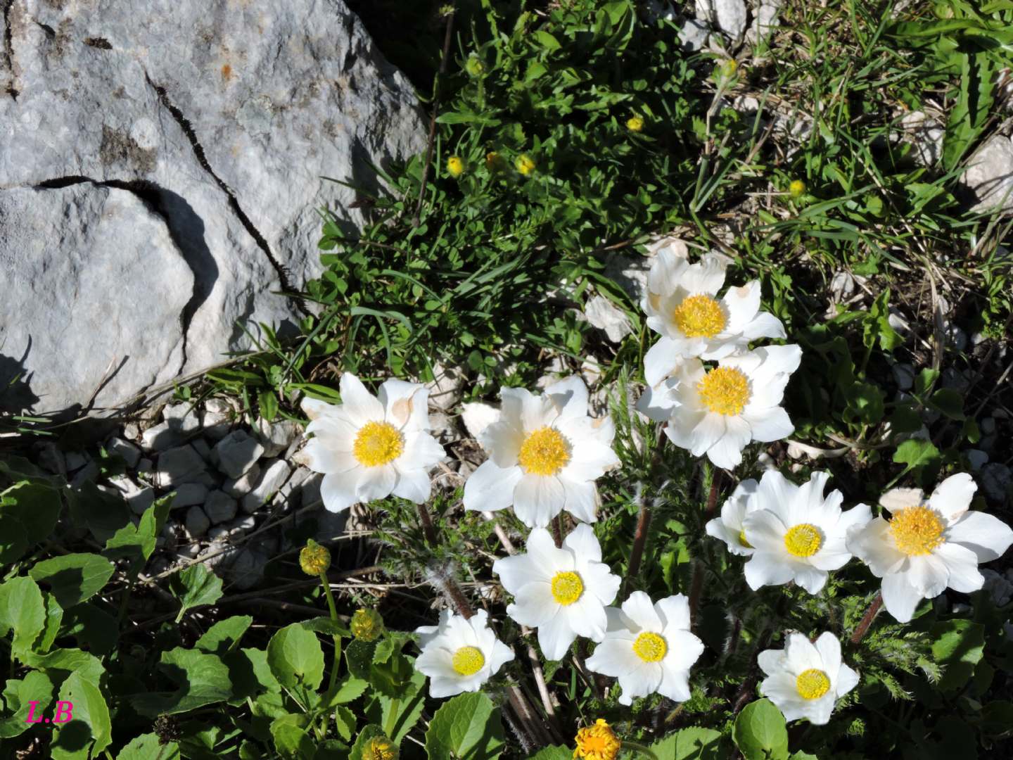 Fiore di montagna - Pulsatilla alpina