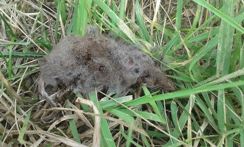 Sorex ? No, Crocidura sp.