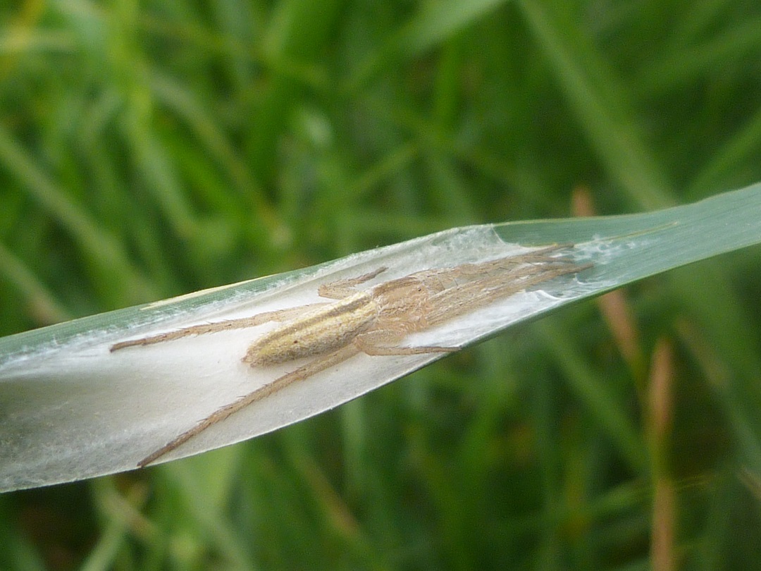 Tibellus sp. - Fossano (CN)