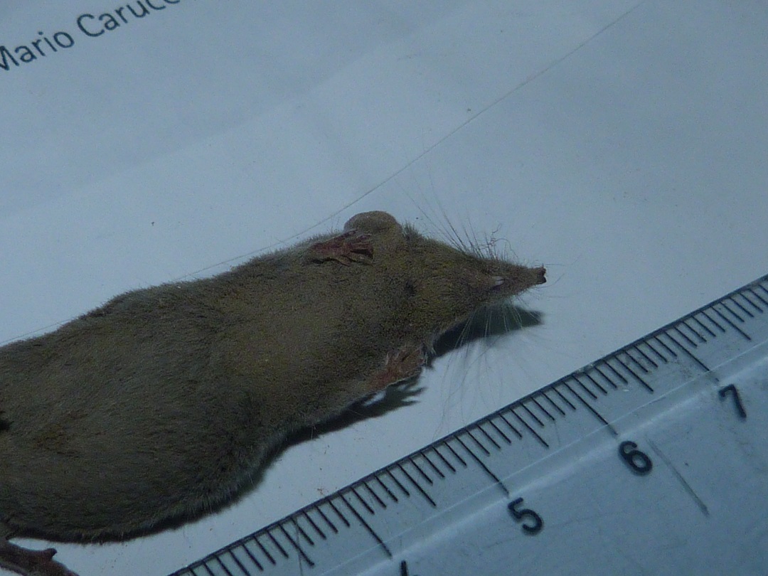 Soricidae Crocidurinae (Crocidura sp. o Suncus sp.)