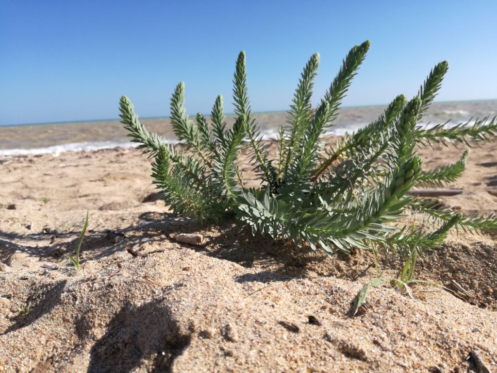 Euphorbia paralias / Euforbia marittima