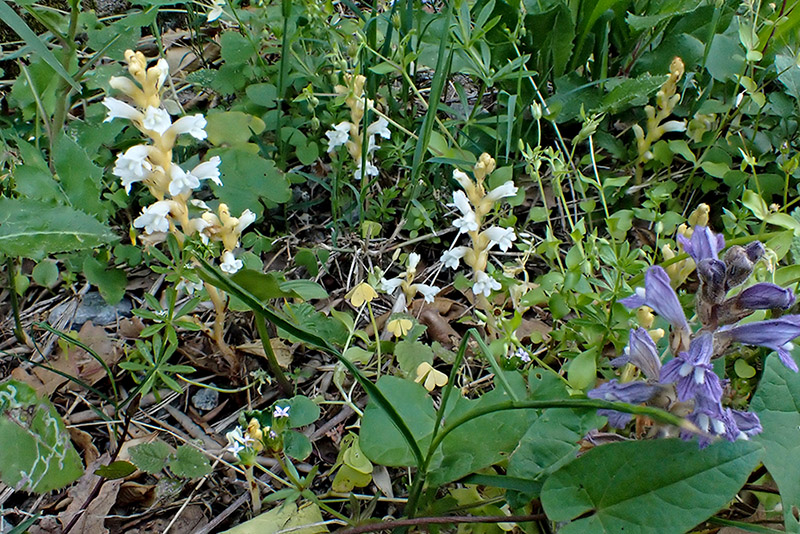 Orobanche (?)