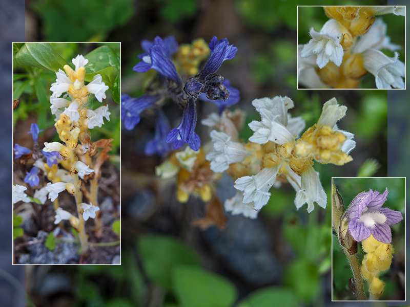 Orobanche (?)