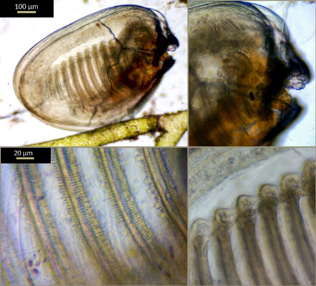 micro-brachiopode in pozza di marea