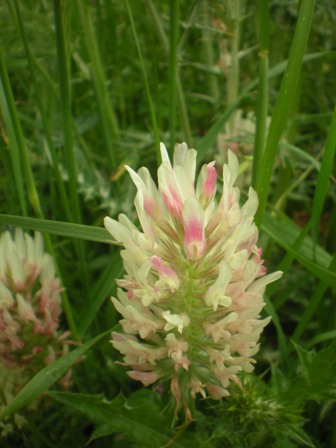 Trifolium sp.